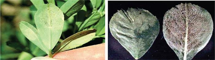 سفیدك كرك دار  (Downy mildew)